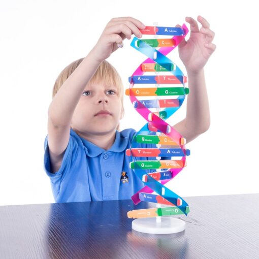 Human Genes DNA Models Science Learning Toys