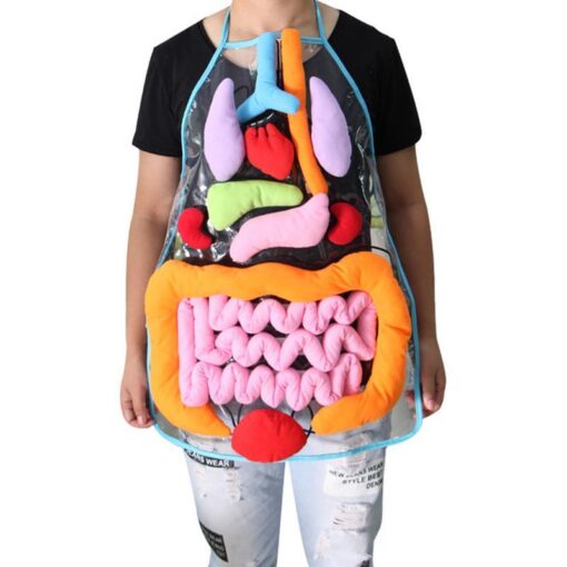 Children Human Body Organs Anatomy Apron Toys