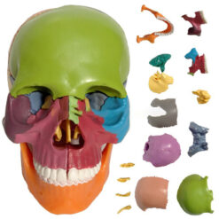 Detachable Human Skull Model School Teaching Tool