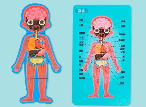 Children's Wood Human Body Organ Structure Puzzle Toy - Image 8