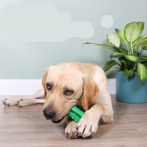 Durable Pet Bite-Resistant Chew Squeaky Toothbrush Toy