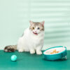 Portable Disposable Replaceable Pet Food Feeders Bowl