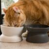 Ergonomic Non-Spill Slanted Elevated Pet Feeder Bowl