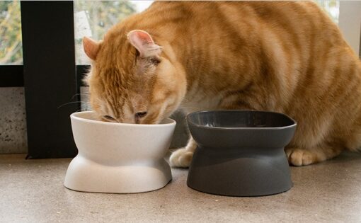 Ergonomic Non-Spill Slanted Elevated Pet Feeder Bowl