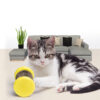 Interactive Indoor Catnip Scratching Wheel Pet Toy