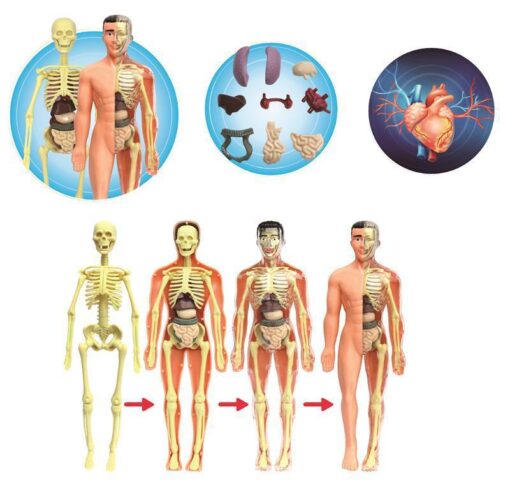 Human Skeleton Hand-assembled Educational Science