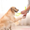 Interactive Dog Bite Resistant Molar Teeth Cleaning Toy