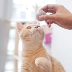 Interactive Intelligent Tickle Cat Nibble Ball Toy