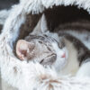 Polar Warm Cat Litter Semi-Closed Sleeping Bed