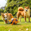 Interactive Pet Dog Football Outdoor Molar Chew Toy