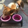 Non-slip Silicone Pet Double Separate Bowl