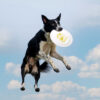 Interactive Flying Disc Rubber Dog Training Toy