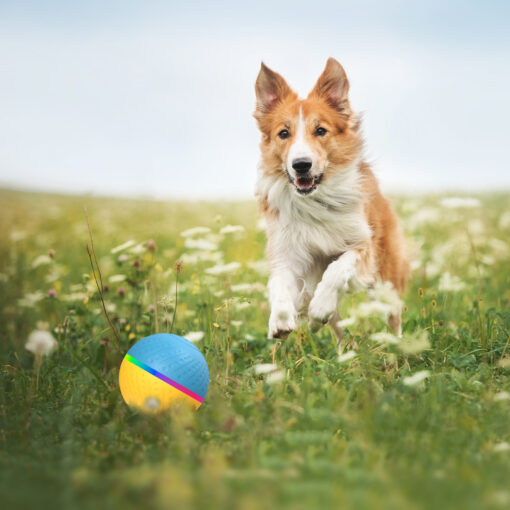 Interactive Remote Control Bite-resistant Anti-stuffy Ball Toy